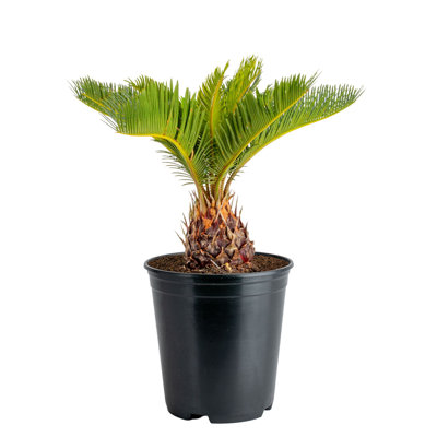 Sago Palm Tree in Nursery Pot