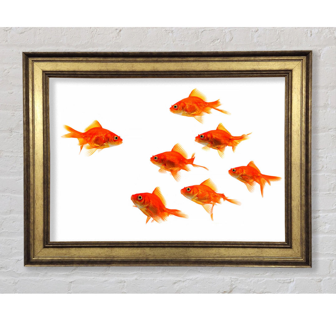 Goldfish Leader - Bilderrahmen Kunstdrucke