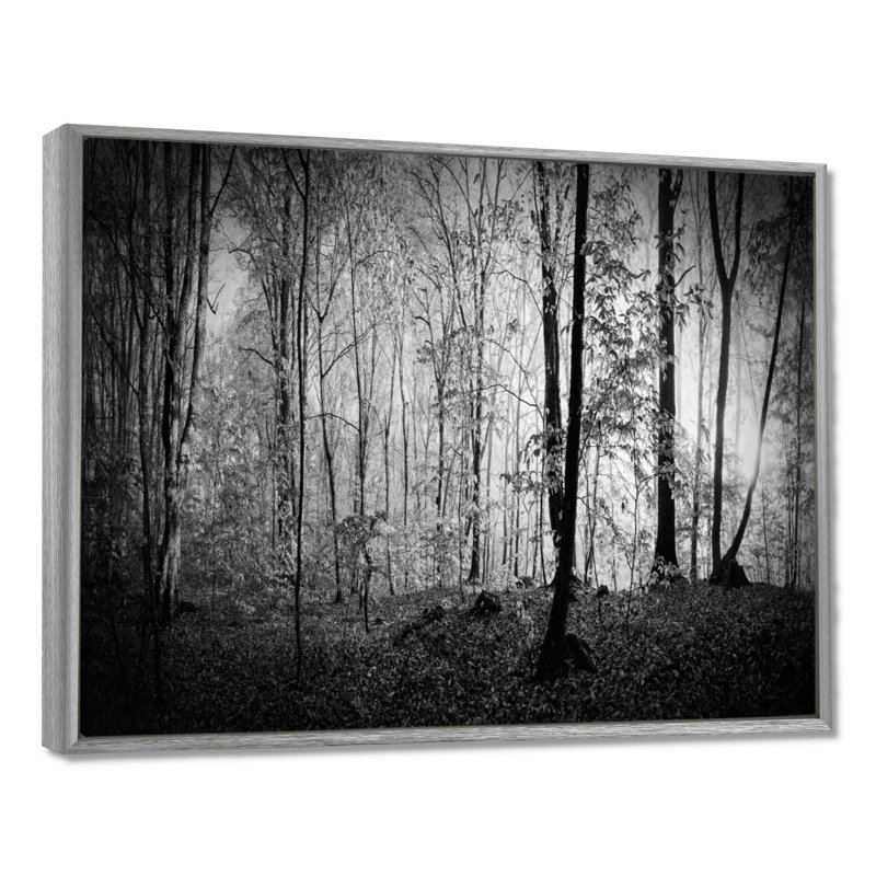 «Beautiful Forest Morning Panorama», reproduction, H 30 po x l 40 po, Encadrement argenté