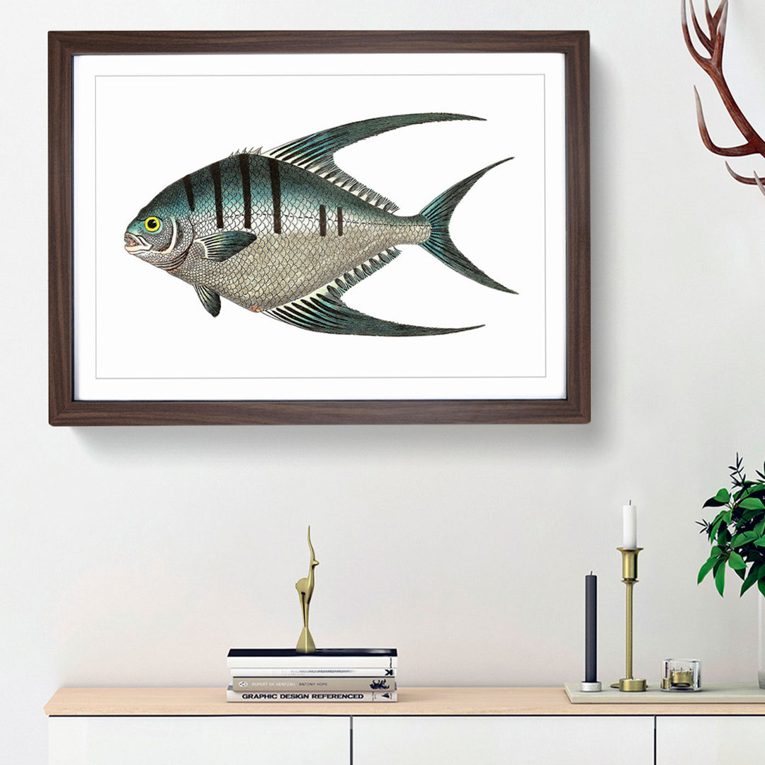 Glaucous Butterflyfish by George Shaw - Framed Print