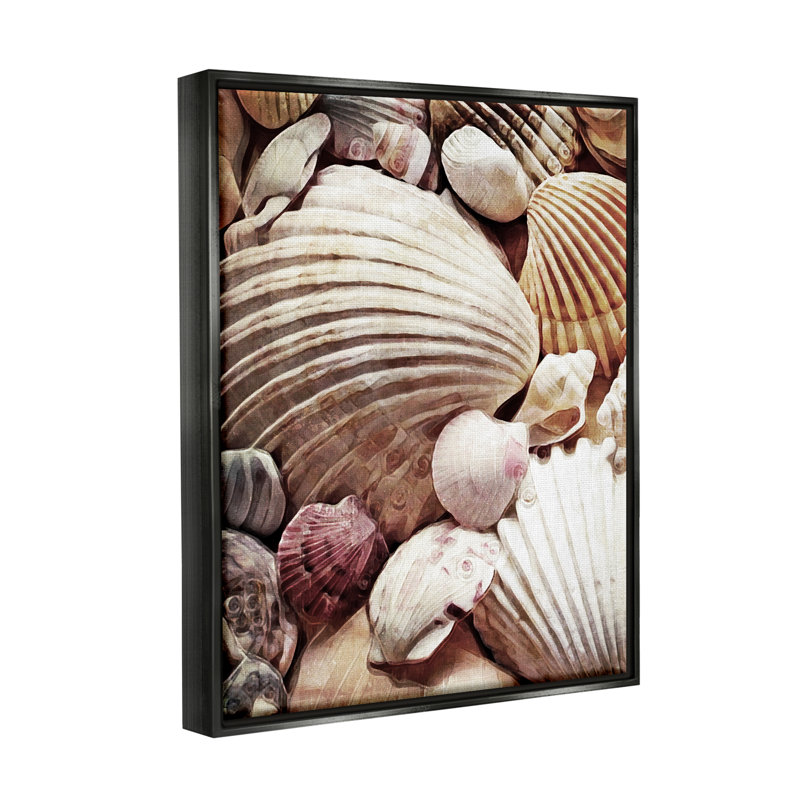 " Various Nautical Clam Conch Shells " by Ashley Aldridge, Jet Black Floater Frame, 31" H x 25" W x 1.7" D