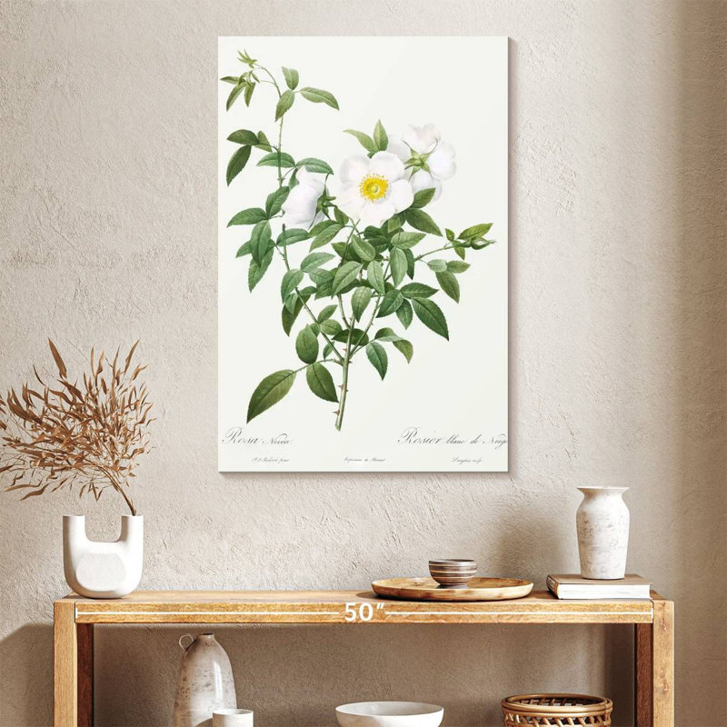 Harnek Rosa Nivea, 39" H x 26" W