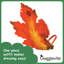 Grandes feuilles d'automne