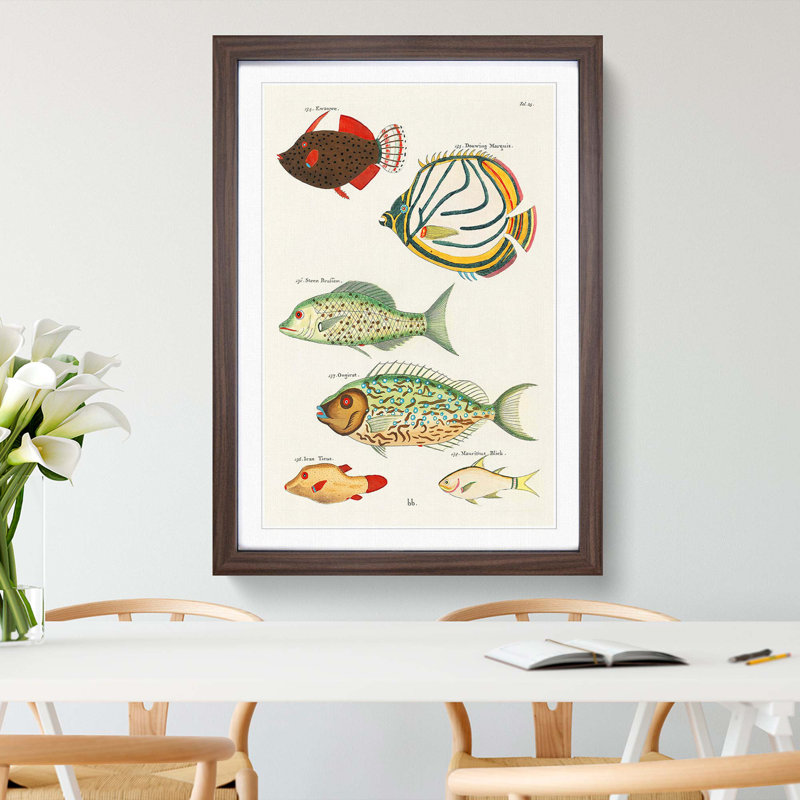 East Indies Fish Illustrations Fol. 23 by Louis Renard - Picture Frame Painting Print, 36cm H x 27cm W x 2cm D, Walnut Framed