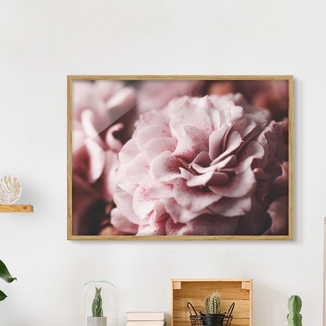 Gerahmtes Poster Shabby Pink Rose Pastel