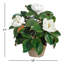 Garden Magnolia In Planter-1730606624