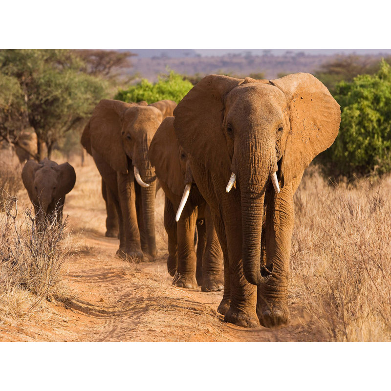 Herd Of African Elephants, Kenya by Anonymous - Wrapped Canvas Print, 60cm H x 80cm W x 4cm D