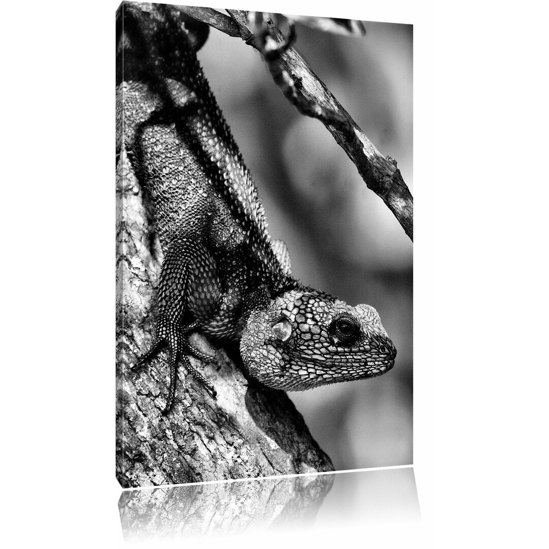 Leinwandbild Prächtiger Agama auf Baum-Ast in Monochrom