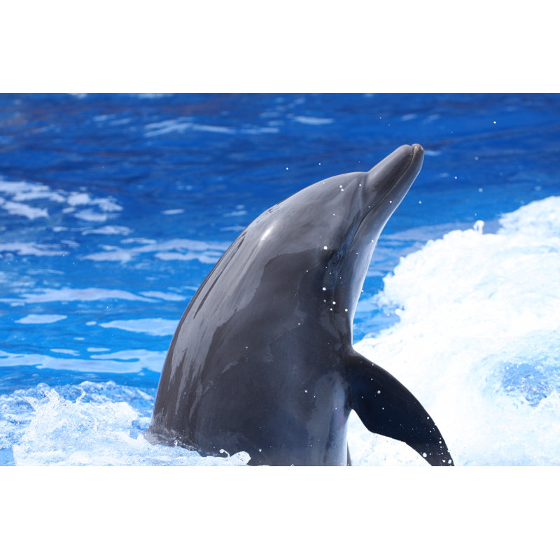 Nosed Dolphin by Wildacad, 32" H x 48" W