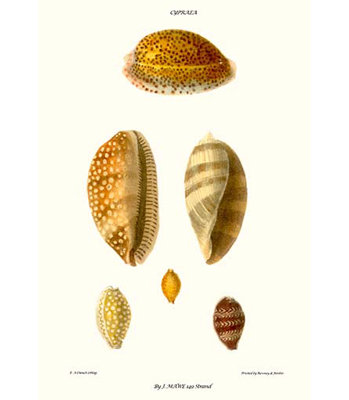 Coquillages cowrie-impression d’art graphique