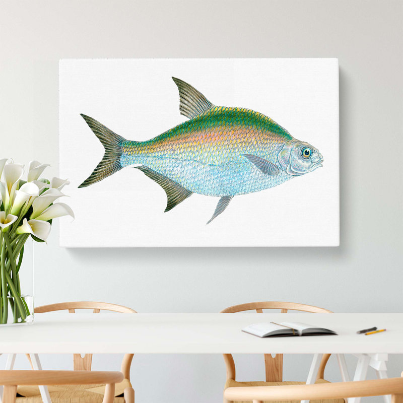 Bream Fish by Edward Donovan - Wrapped Canvas, 35cm H x 50cm W x 3cm D