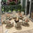 Arrlo Foldable Outdoor Adirondack Set-88432477