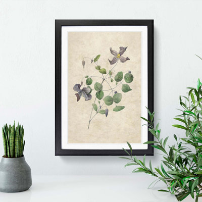 Clematis Flowers by Pierre-Joseph Redoute - Picture Frame Painting Print