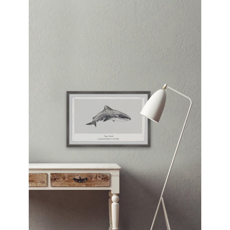 Galeocerdo Cuvier by Marmont Hill - Single Picture Frame Painting, 61cm H x 91cm W x 3.81cm D