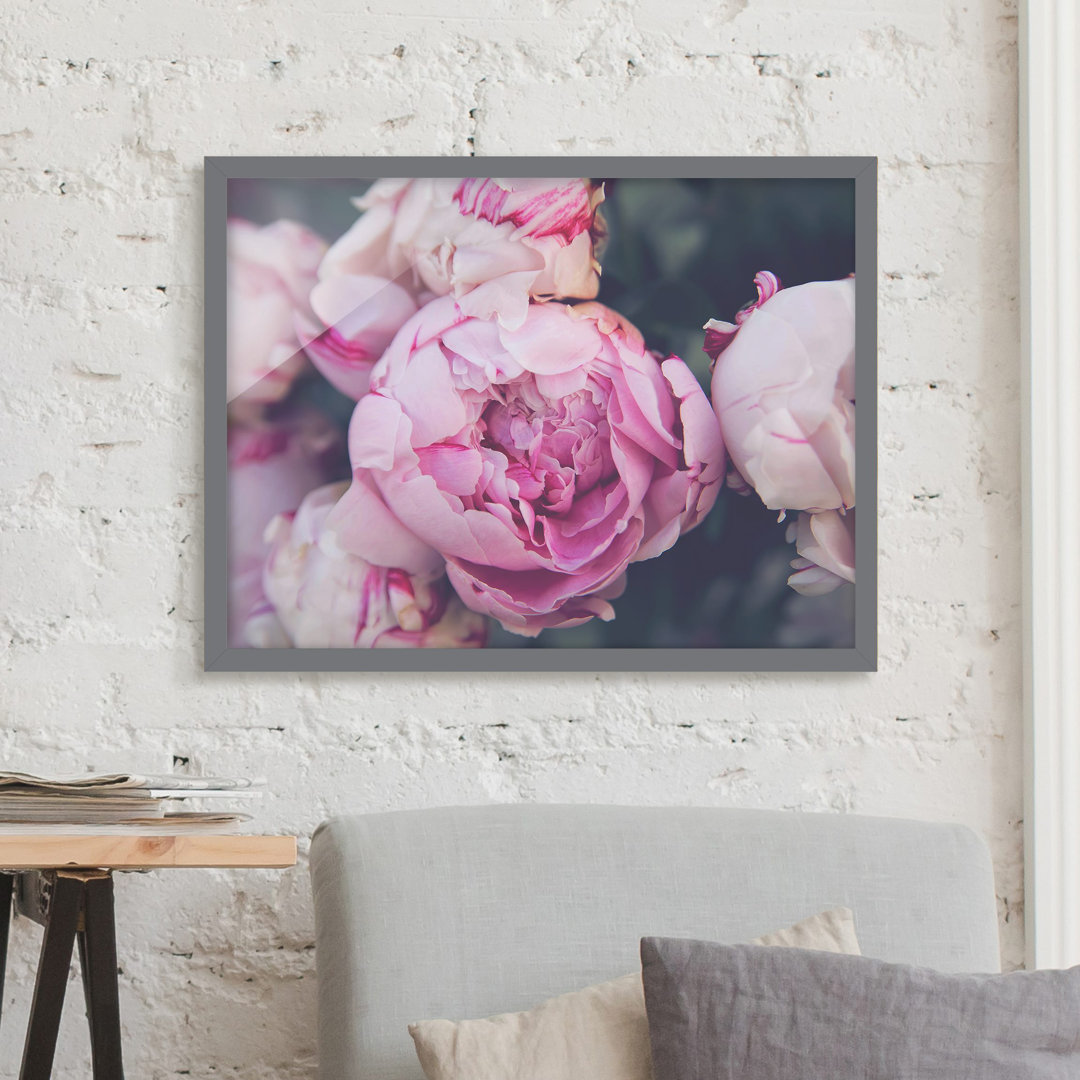 Gerahmtes Poster Peony Blossom Shabby