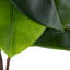 Polyethylene (PE) Magnolia Arrangement