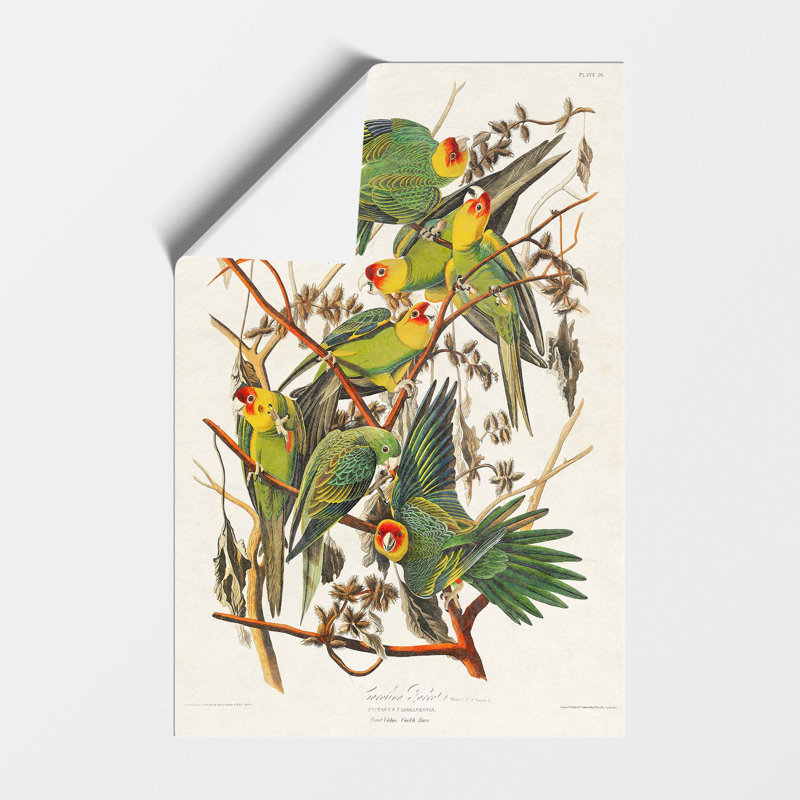Carolina Parrots by John James Audubon - Frameless Print, 59.4 cm H x 42 cm W