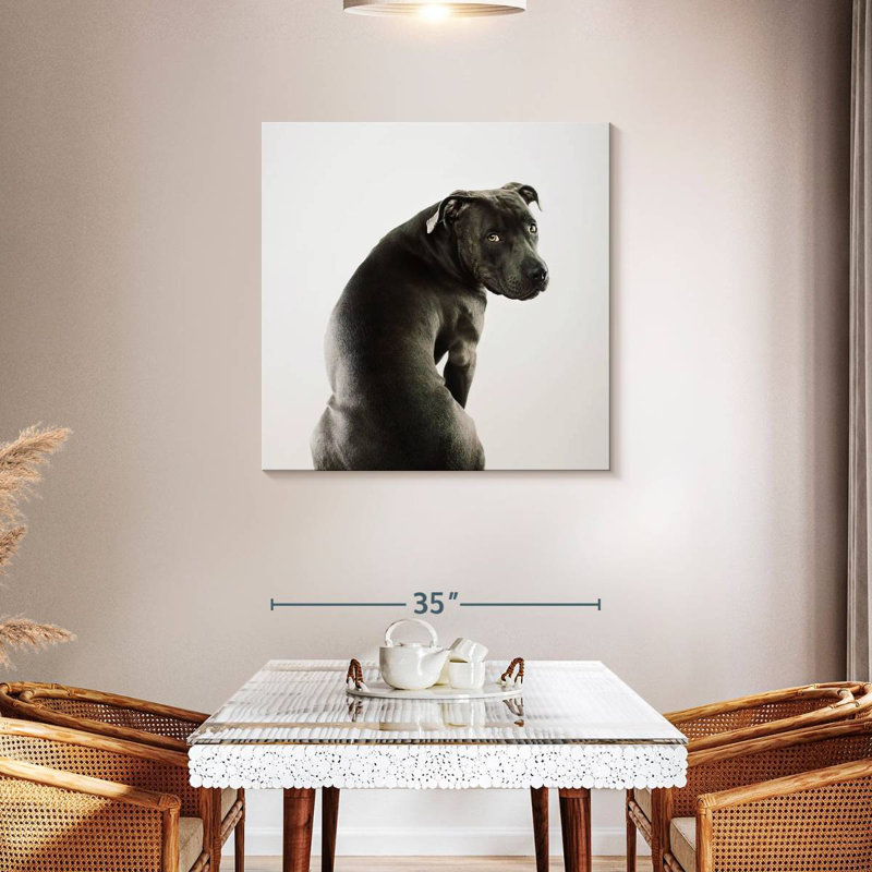 Crowle Shy Pit Bull, 36" H x 36" W