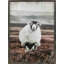 Graceful Standing Sheep On Canvas Print-693588198