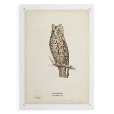 Scops Eared Owl - Impression sur toile seulement - NON CADRE