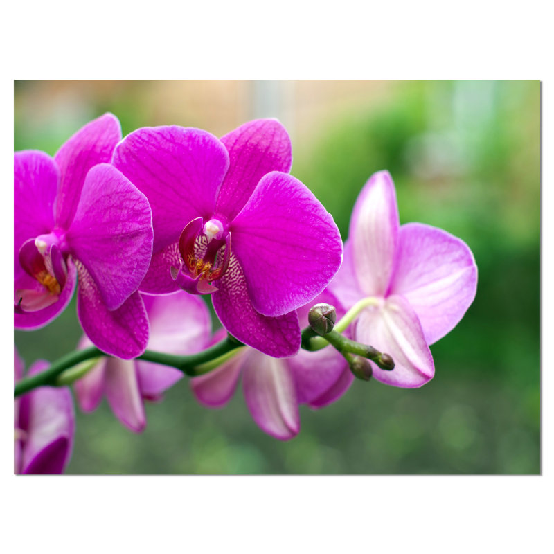 « belle orchidées », reproduction de photo sur toile tendue, H 30 po x l 40 po x P 1 po