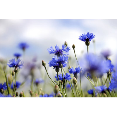 " Cornflowers "