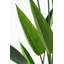 Heliconia Tree-100841917