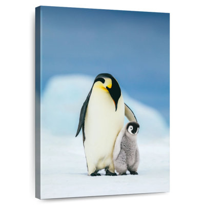 Brampt mère et bébé pingouins