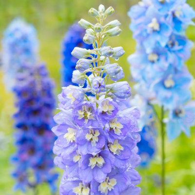 " Delphinium Flowers "