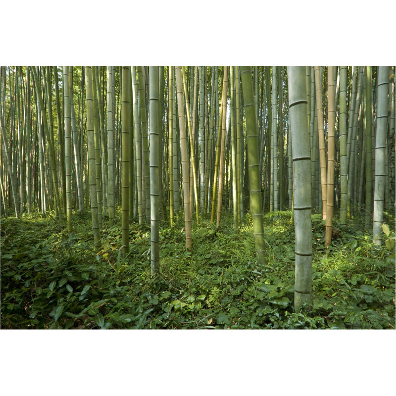 Bamboo Forest by Sakurafubuki - Wrapped Canvas Print, 20cm H x 30cm W