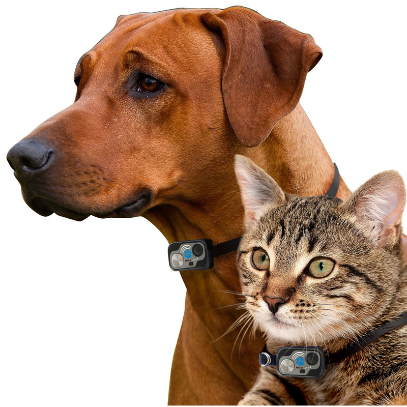 Porte murale en métal pour chien et chat