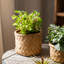 Pot Planter-88364631