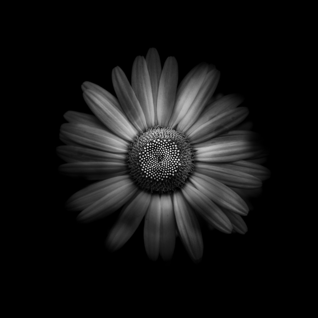 Leinwandbild Black and White Daisy 1 von Brian Carson