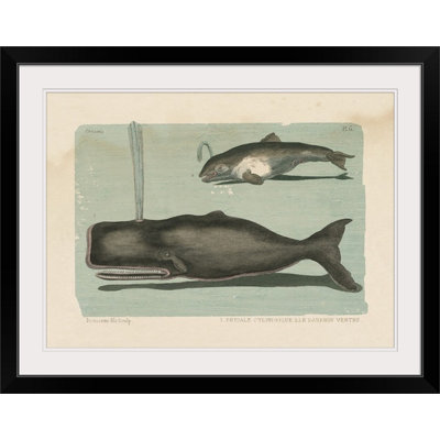 « ii », impression Whale Sketch