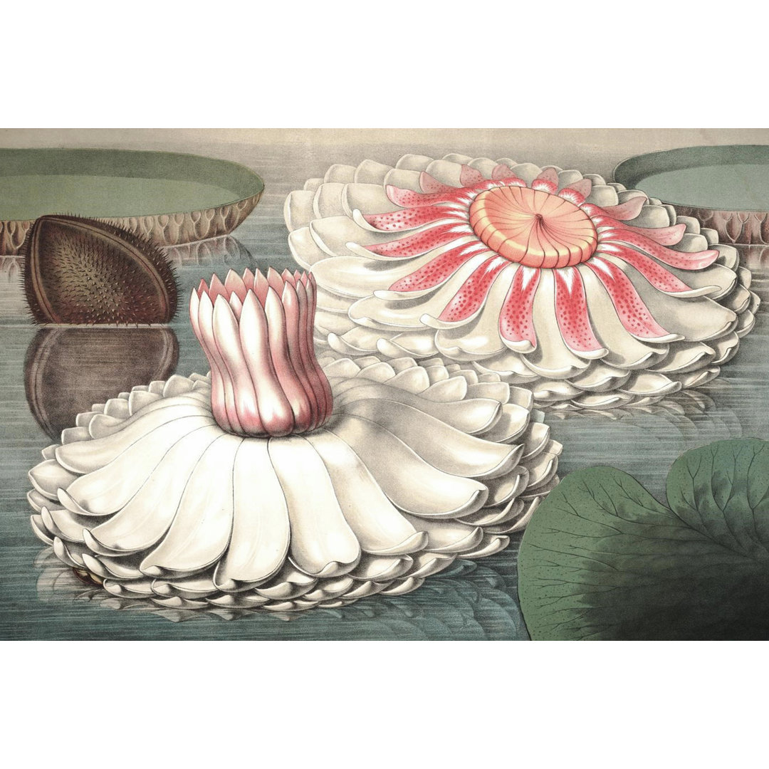 Leinwandbild Vintage Water Lily II