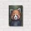 «Red Panda Portrait» par Momart, art mural en métal, 12 po x 16 po
