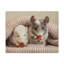 «Chinchilla Couple» Chinchilla Troop Art mural-66084996