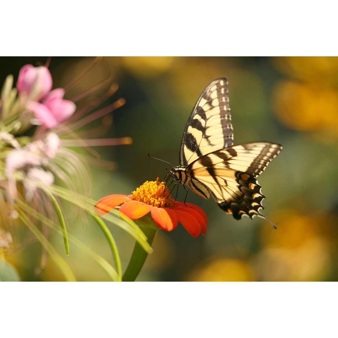 Schmetterling Snack von Cjmckendry - Druck auf Leinwand ohne Rahmen