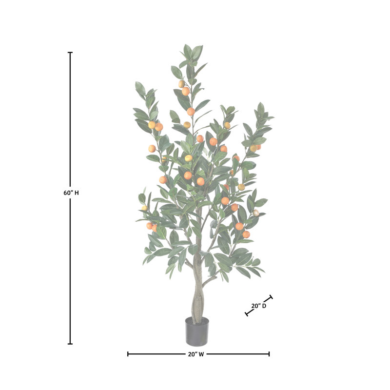 Mandarine 5 'en pot