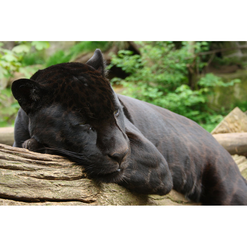 Desman " Black Jaguar " by Ewanchesser, 24" H x 36" W