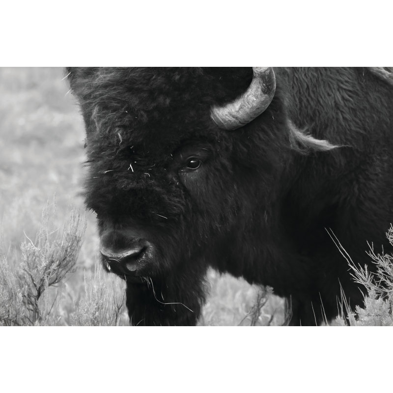 Yellowstone Bison 2886776, 32"H x 48"W, Gold Framed Print, Yes