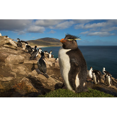 Baudette Rockhopper Penguin - Wrapped Canvas Print
