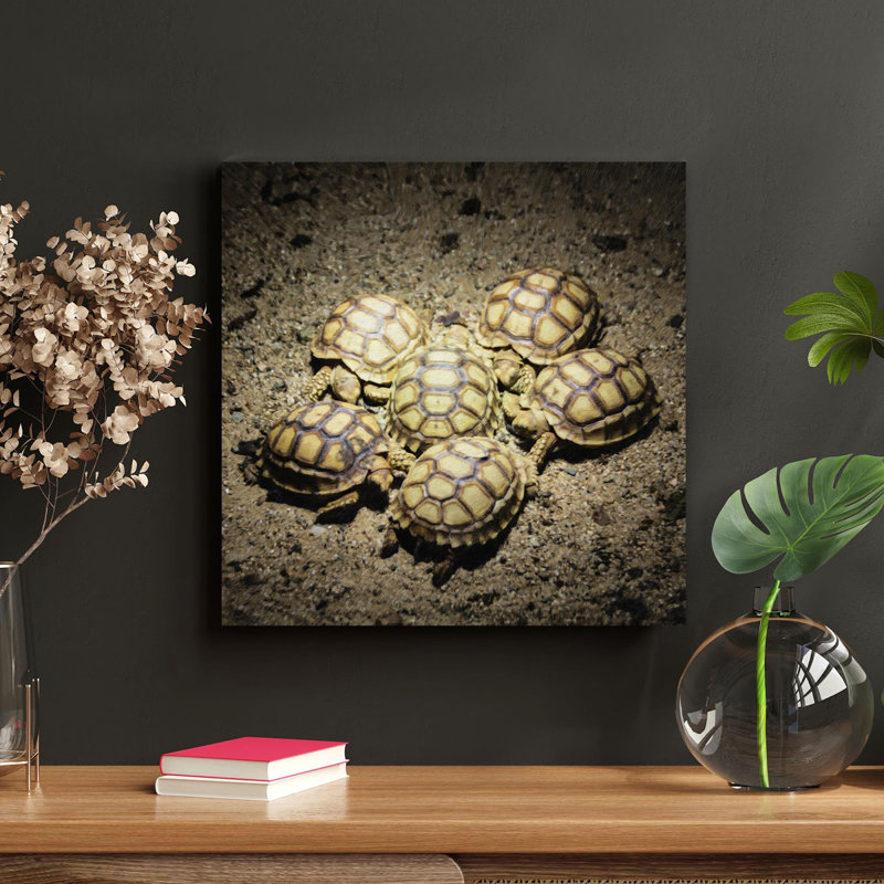Six tortues jaunes et brunes - Reproduction d'art graphique carré sur toile tendue - 1 pièce, H 16 po x l 16 po
