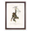 Chimpanzee by Charles D'Orbigny - Picture Frame Painting Print-55545868-55545871