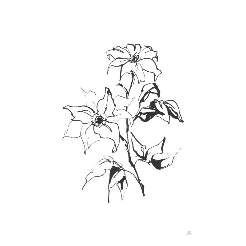 Line Clematis by Chris Paschke - Drawing Print, 46 cm H x 30 cm W, Wrapped Canvas