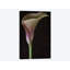 Calla Lily II, reproduction sur toile-32497722-72136495-72136496