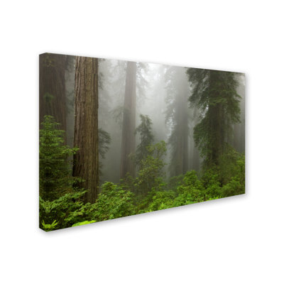 Alexan 'Redwoods NP Fog' Photographic Print on Wrapped Canvas