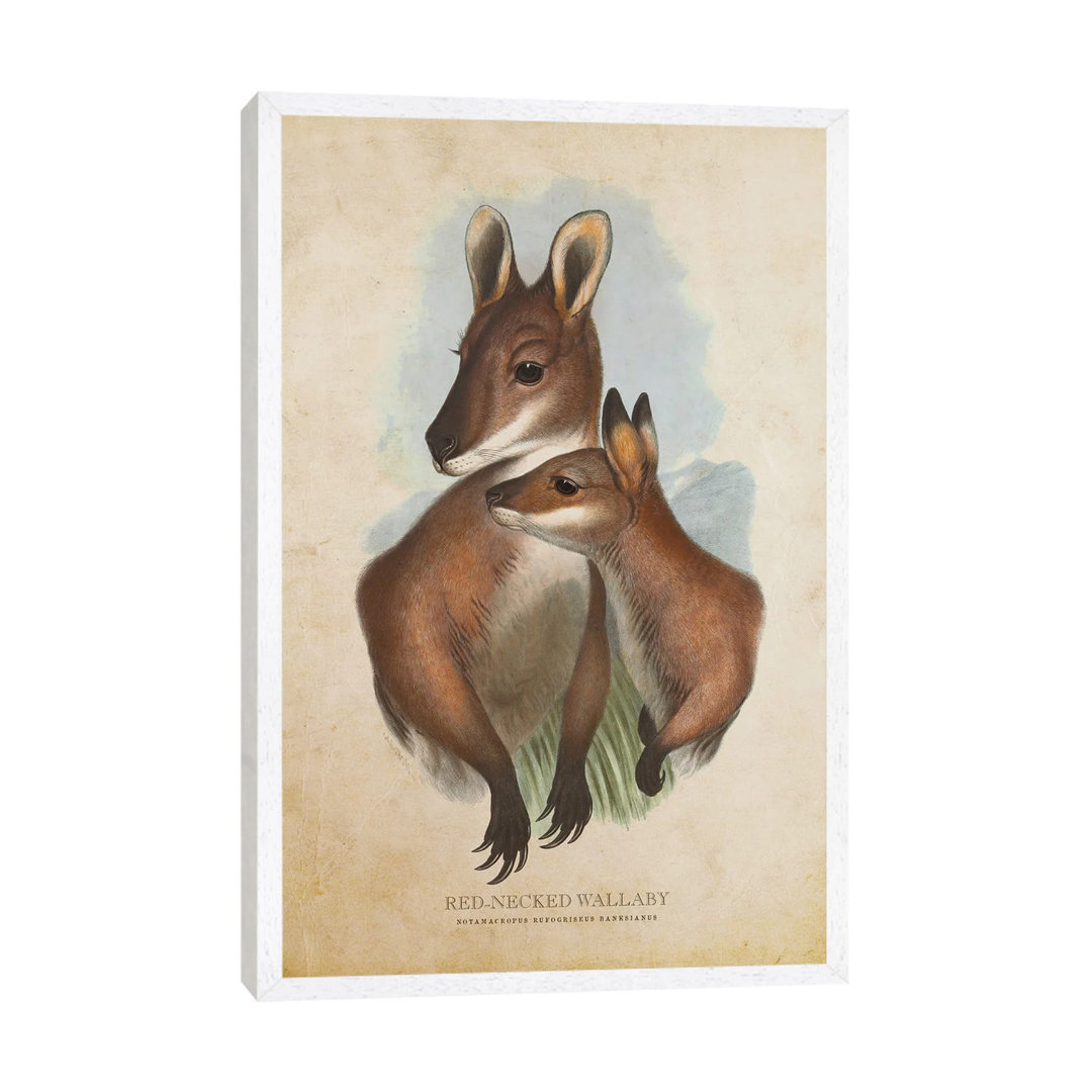 Vintage Red-Necked Wallaby von Aged Pixel - Gallery-Wrapped Canvas Giclée on Canvas