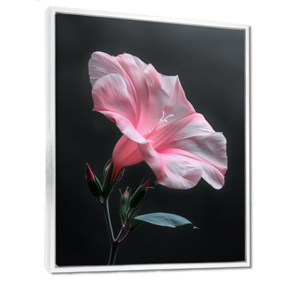 Photo de beauté botanique rose noire et matinale - art mural de la gloire du matin
