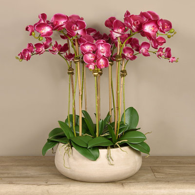 Orchid Floral Arrangement in Planter